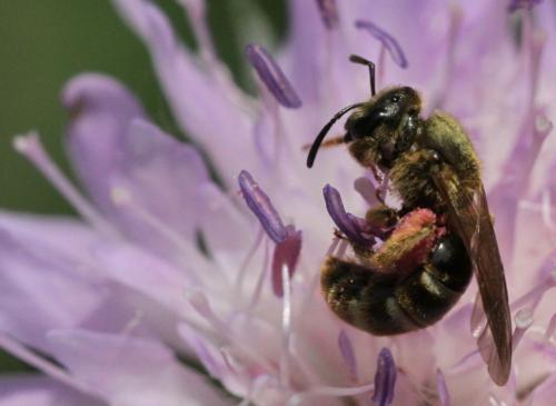 Lasioglossum sextrigatum